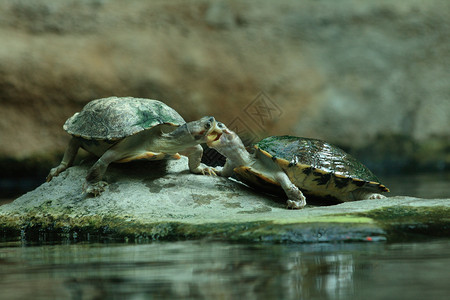 两只海龟亲吻背景图片