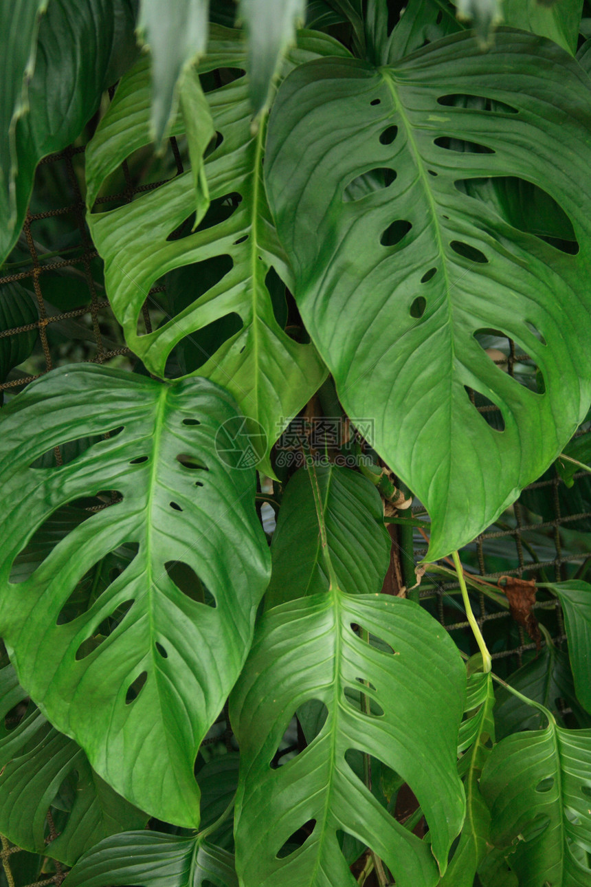 绿色天然绿叶背景条纹散热生活阴影棕榈异国叶子植物宏观森林图片