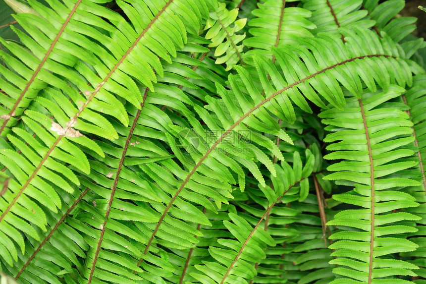 绿色天然绿叶背景棕榈生活森林叶子花园宏观异国叶状体阴影散热图片