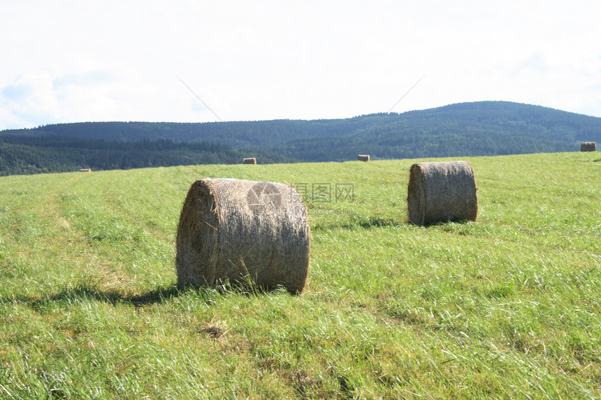 Czech夏季国家农村风景阴影麦田场地季节蓝色小麦农田天气图片