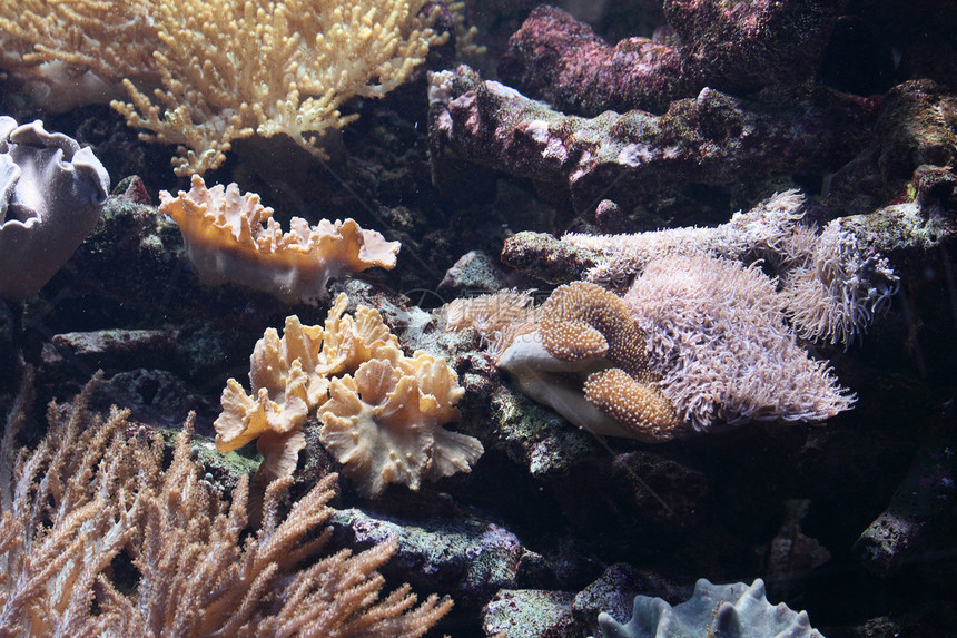 水族馆背景海洋假期国家海葵蓝色情调热带潜水异国珊瑚图片