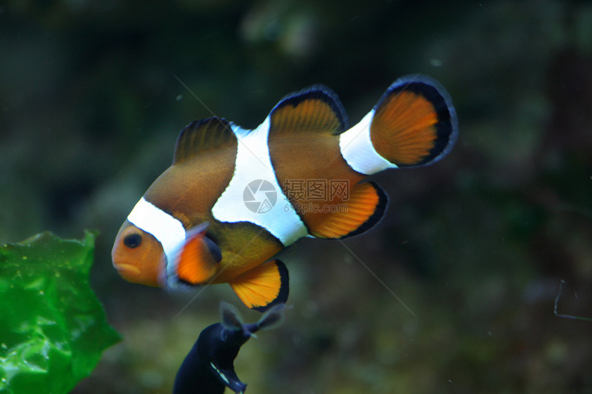 小丑鱼相片海洋生物橙子潜水游泳小丑异国水族馆情调野生动物图片