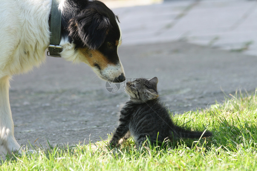 猫和狗玩笑话鼻子友谊胡须猫咪伴侣小猫动物墙纸宠物图片