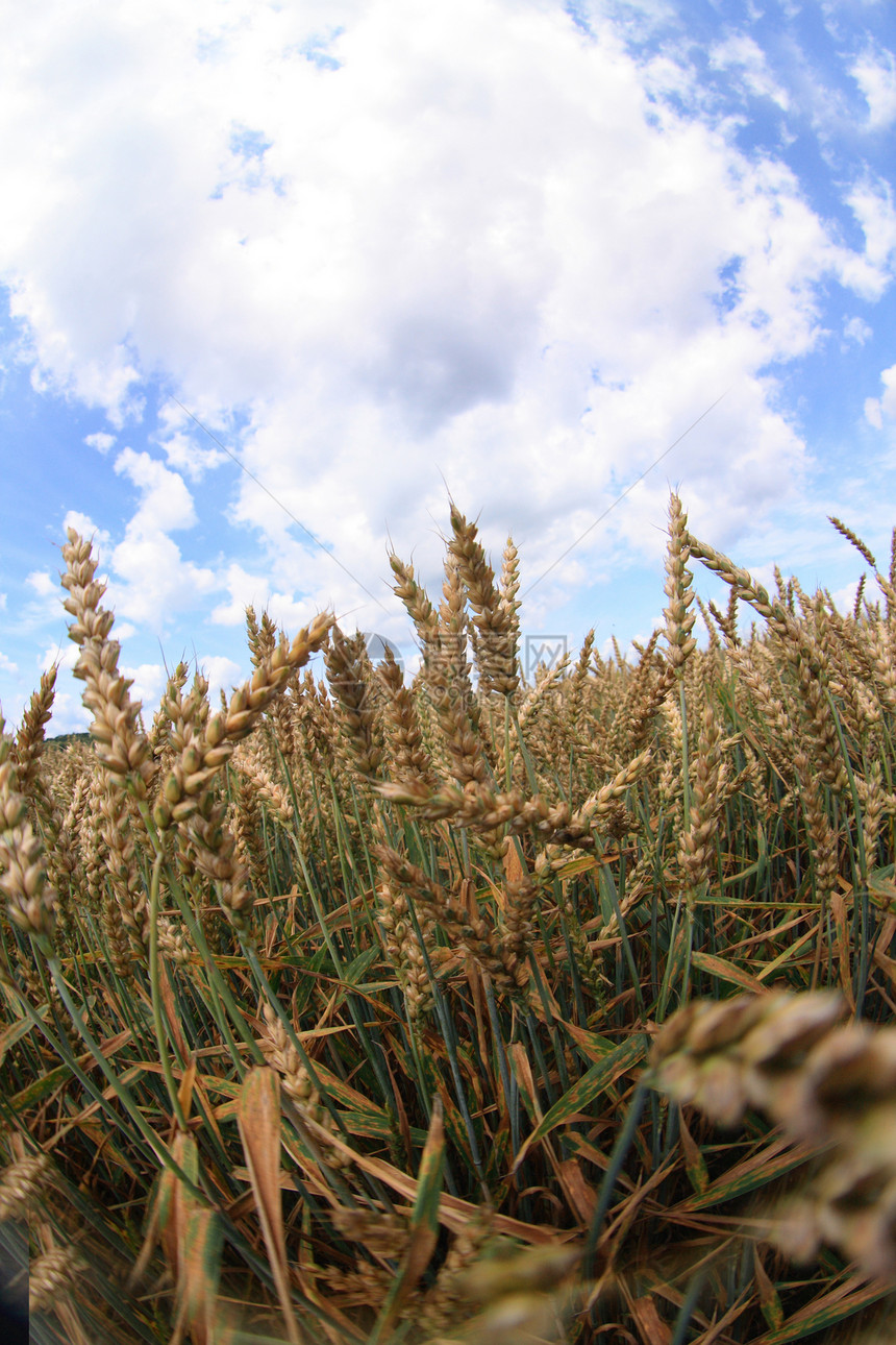 金黄的玉米和蓝蓝的天空植物种子面包稻草粮仓粮食食物国家耳朵阳光图片