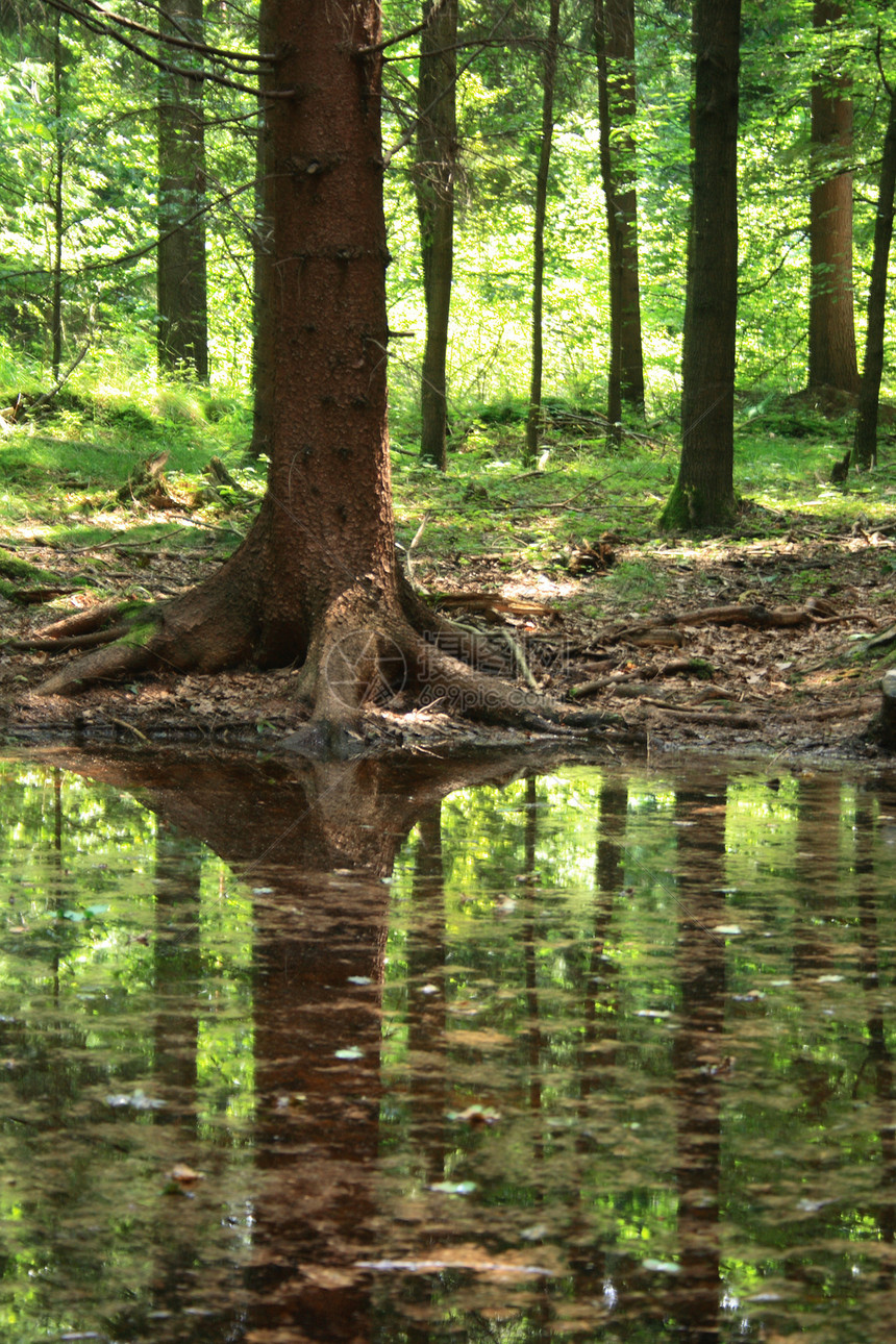 森林和水树干孤独旅行苔藓绿色木头生活阳光荒野叶子图片