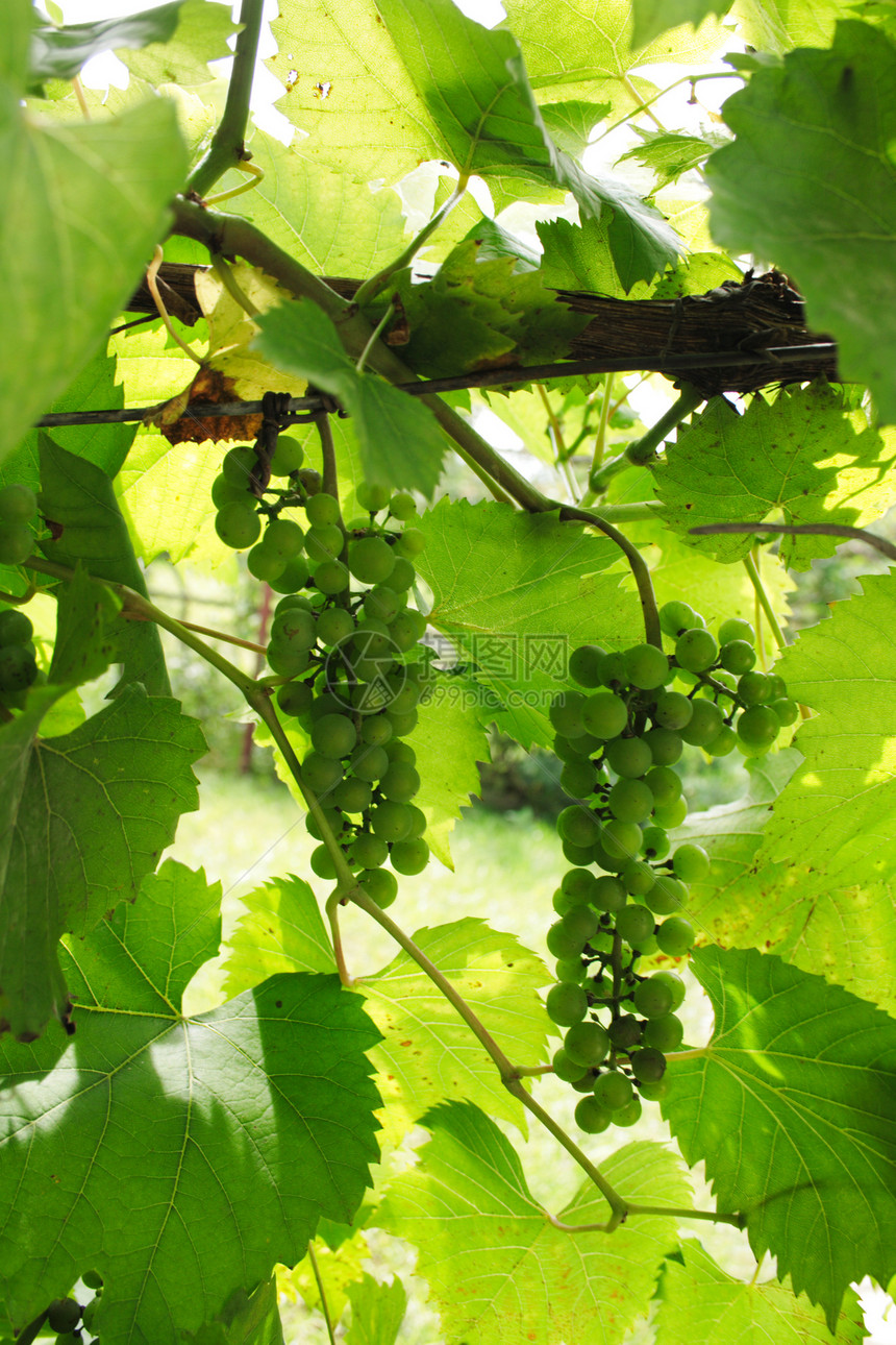 绿葡萄绿色果汁美食植物白色食物节食水果叶子藤蔓图片