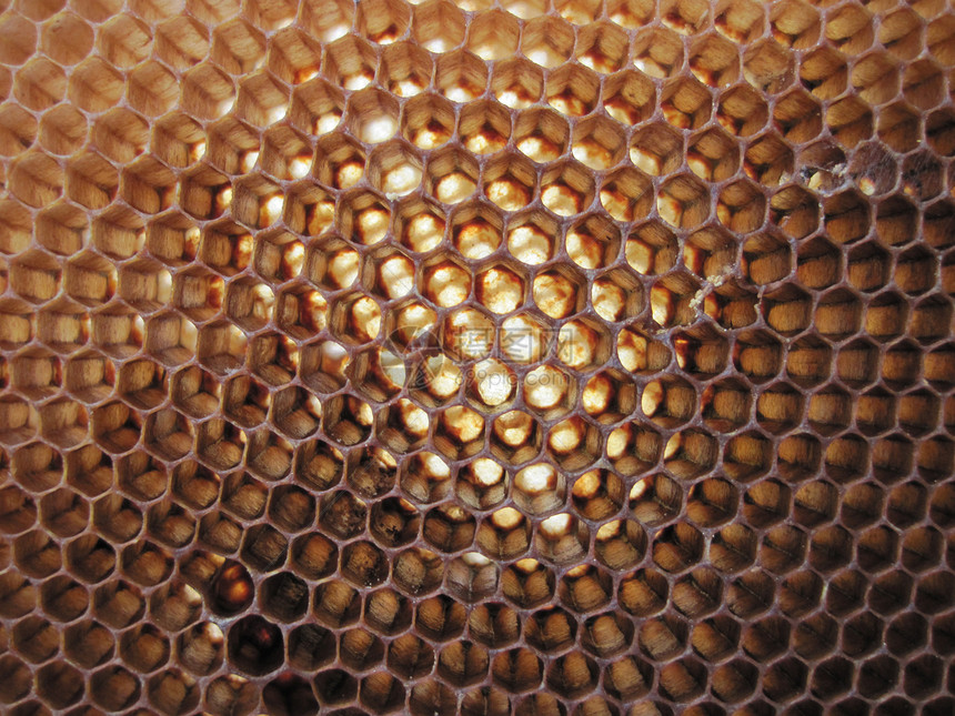 没有蜂蜜的蜜蜂纹理网格飞行细胞蜂蜡梳子食物昆虫荒野农场幼虫图片