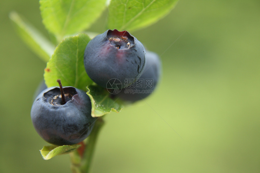 蓝莓浆果甜点市场营养素维生素果汁生长农场农业生产图片