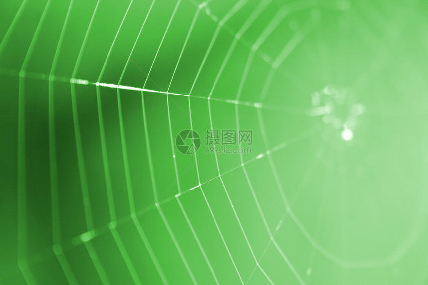 春天的蜘蛛网图片