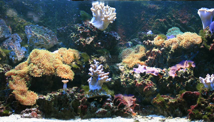 水族馆背景情调异国珊瑚国家潜水员海洋浮潜女性蓝色潜水图片