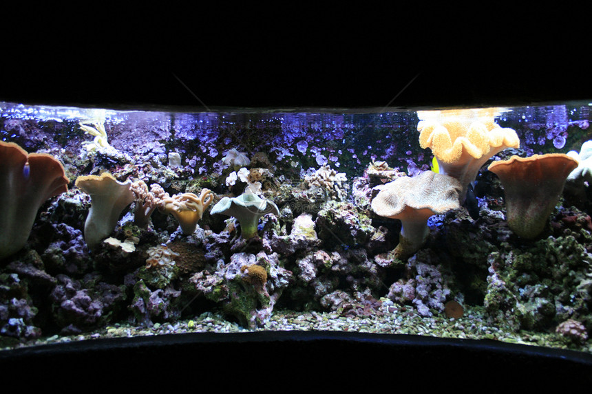 水族馆背景情调蓝色女性国家珊瑚潜水员运动假期旅行海葵图片