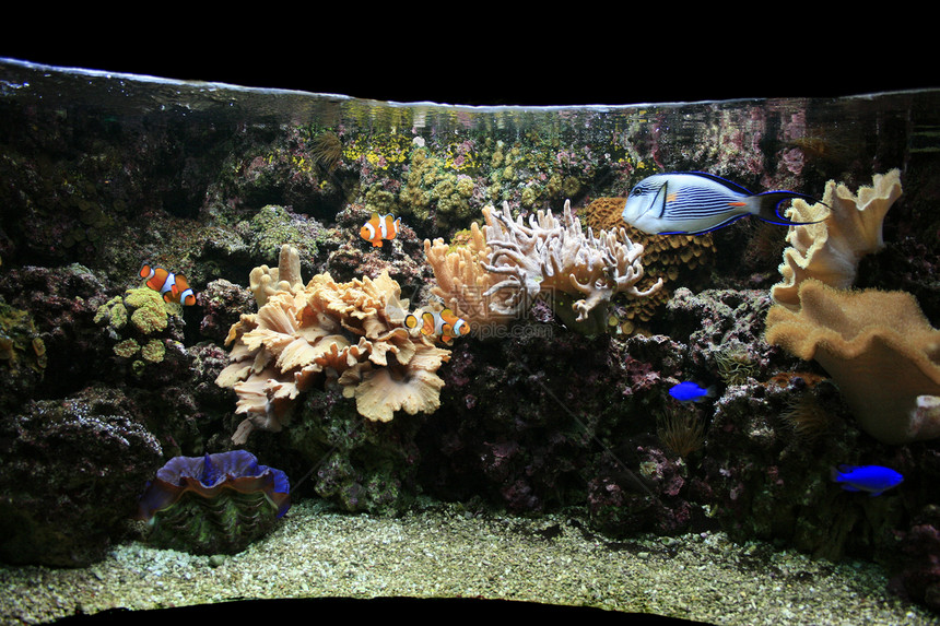 水族馆背景浮潜者旅行海洋异国海葵运动热带浮潜潜水员珊瑚图片