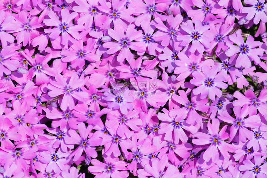 紫花花花朵粉色紫色包装回填问候墙纸皮肤图片