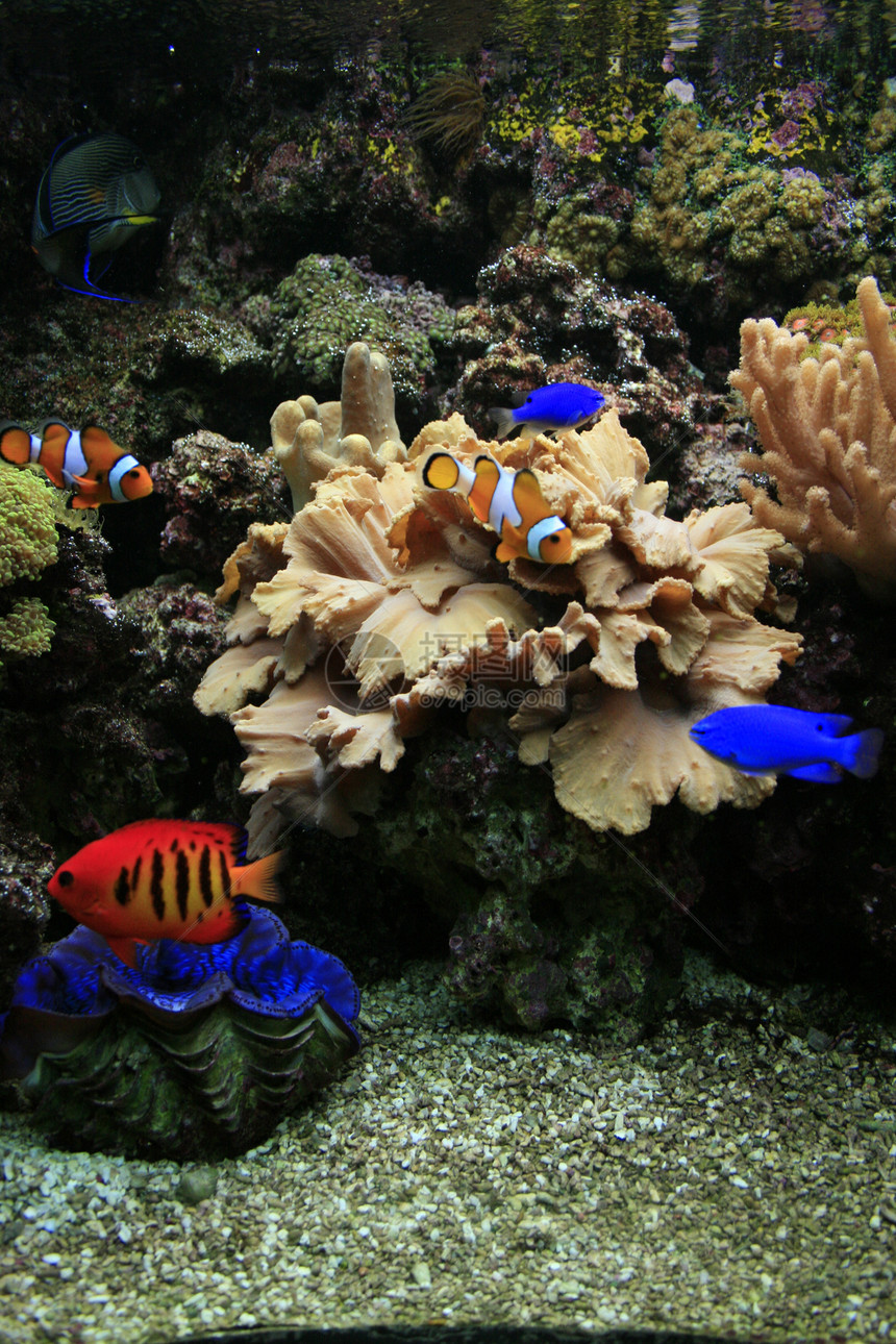 水族馆背景女性浮潜者运动情调蓝色潜水员海葵珊瑚假期海洋图片