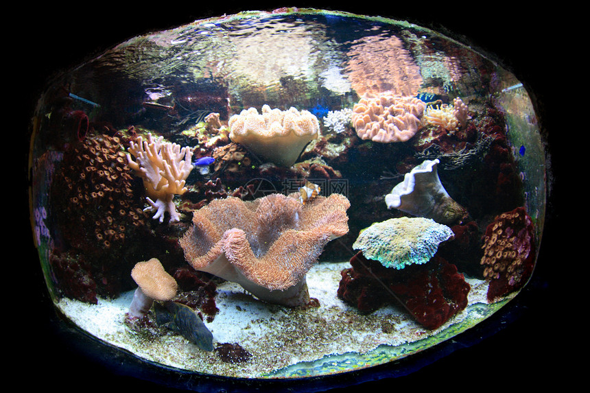 水族馆背景浮潜旅行潜水海洋热带运动珊瑚潜水员女性海葵图片