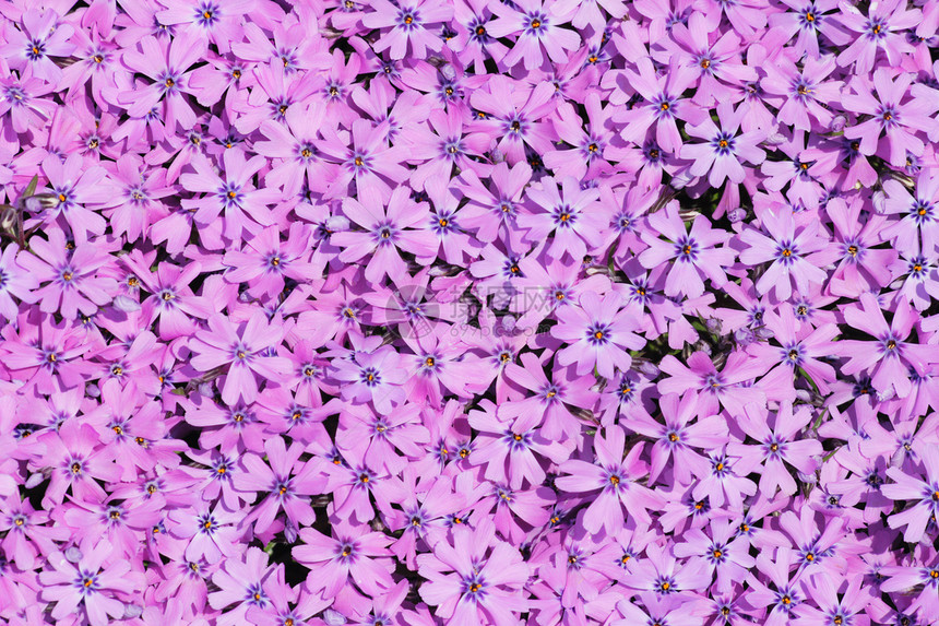 紫花花紫色墙纸回填问候花朵皮肤包装粉色图片