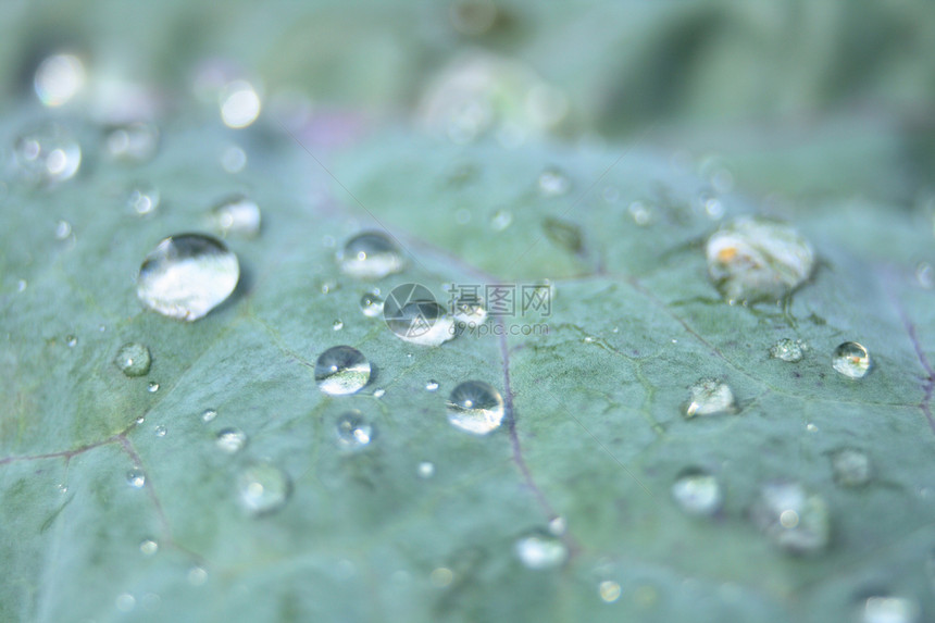 水滴季节植物森林宏观温室植物学绿色植物墙纸草本植物植被图片