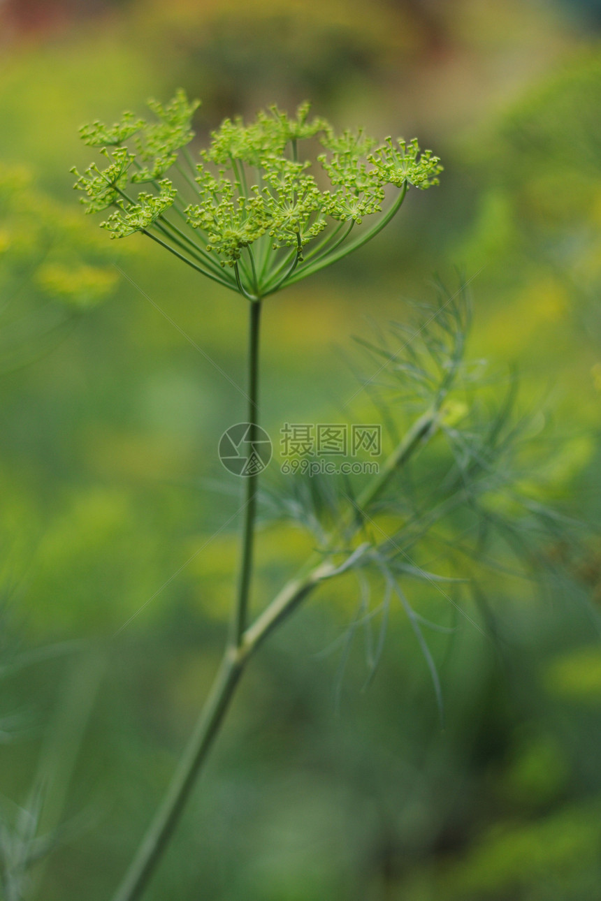 莳萝花杂货店香料草本植物绿色草本植物黄色蔬菜图片