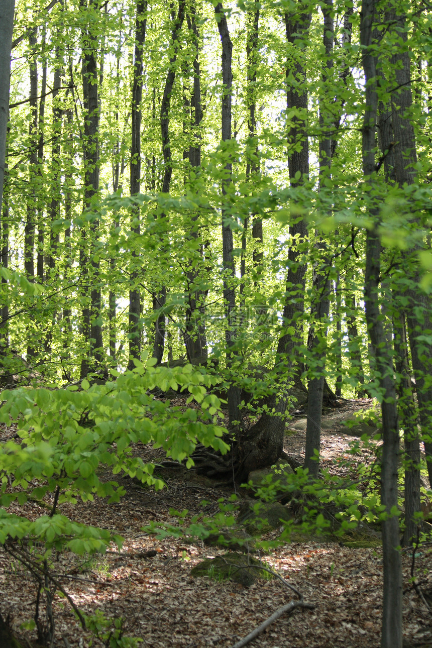 春林荒野旅行叶子小路生长孤独森林阳光林业活力图片