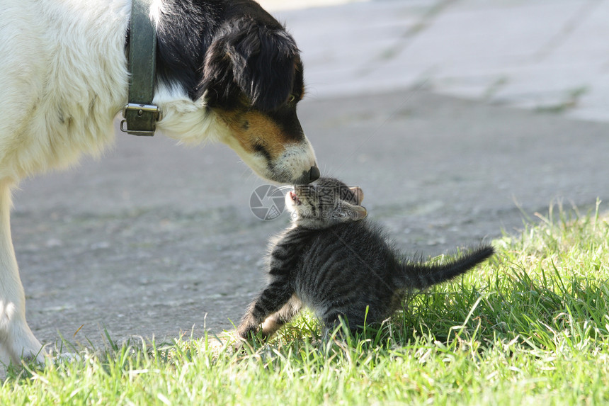 猫和狗墙纸耳朵友谊胡须玩笑话宠物明信片鼻子猫咪伴侣图片