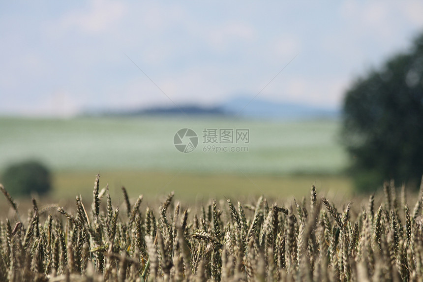 金金玉米晴天金子生长太阳阳光粮食种子收成小麦食物图片