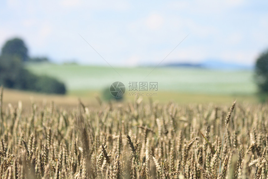 玉米字段植物粮仓天空农村燕麦阳光耳朵太阳农业种子图片