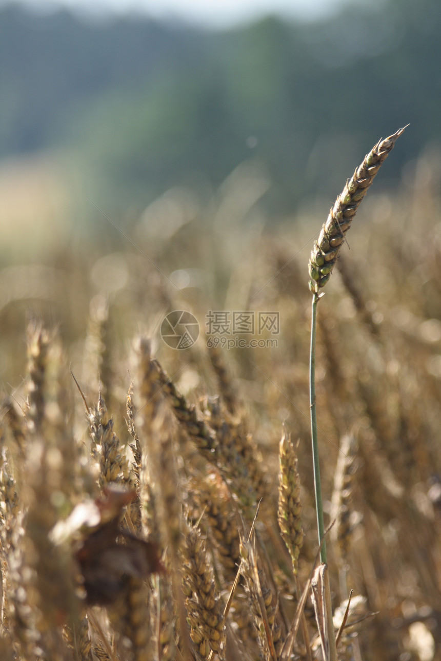 金金玉米玉米生长耳朵晴天农村谷物粮食植物金子收成图片