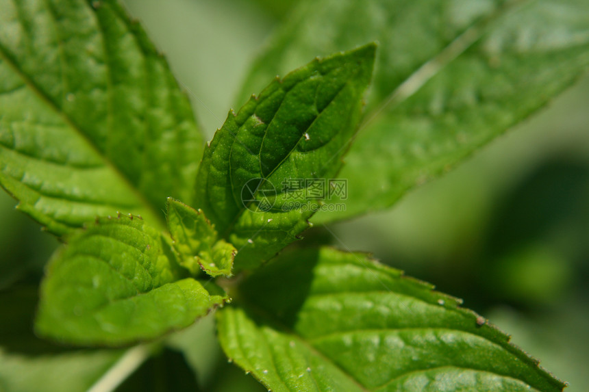 薄线背景宏观地球园艺地面季节环境阴影绿色植物植物群植物学图片