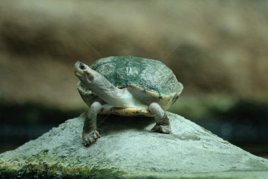 水龟动物隐藏绿色朋友爬行动物乌龟图片