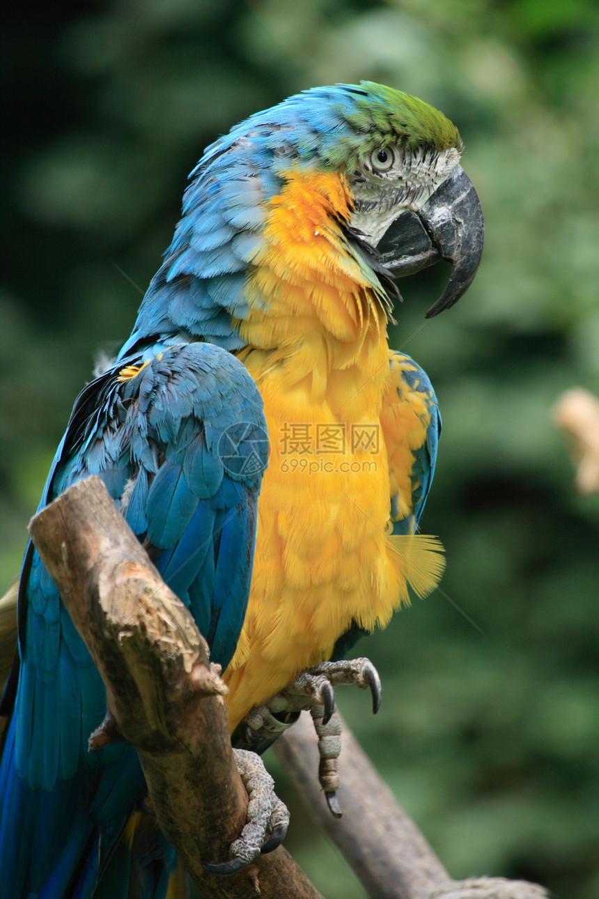 蓝鸟模仿羽毛热带表现力生物宠物鹦鹉金刚鹦鹉警报黄色图片