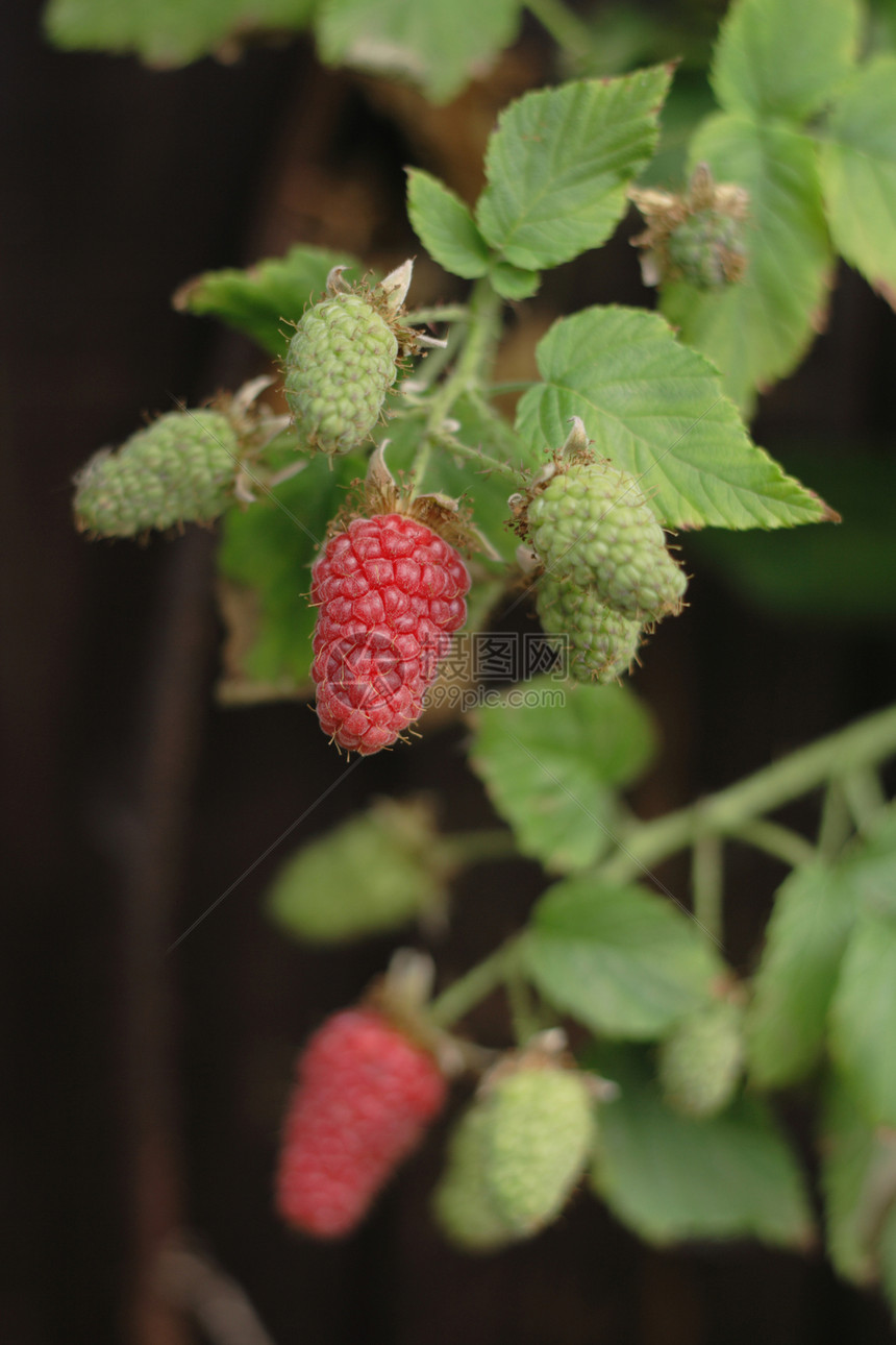 红草莓羽毛团体农业饮食早餐食物覆盆子美食甜点水果图片