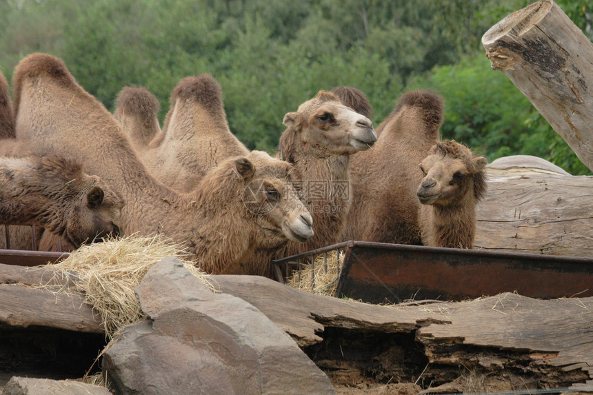 骆驼旅游动物哺乳动物自由游客单峰运输晴天绿洲大篷车图片
