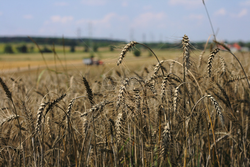 金金玉米田燕麦小麦粮仓生长植物天空阳光国家农村食物图片