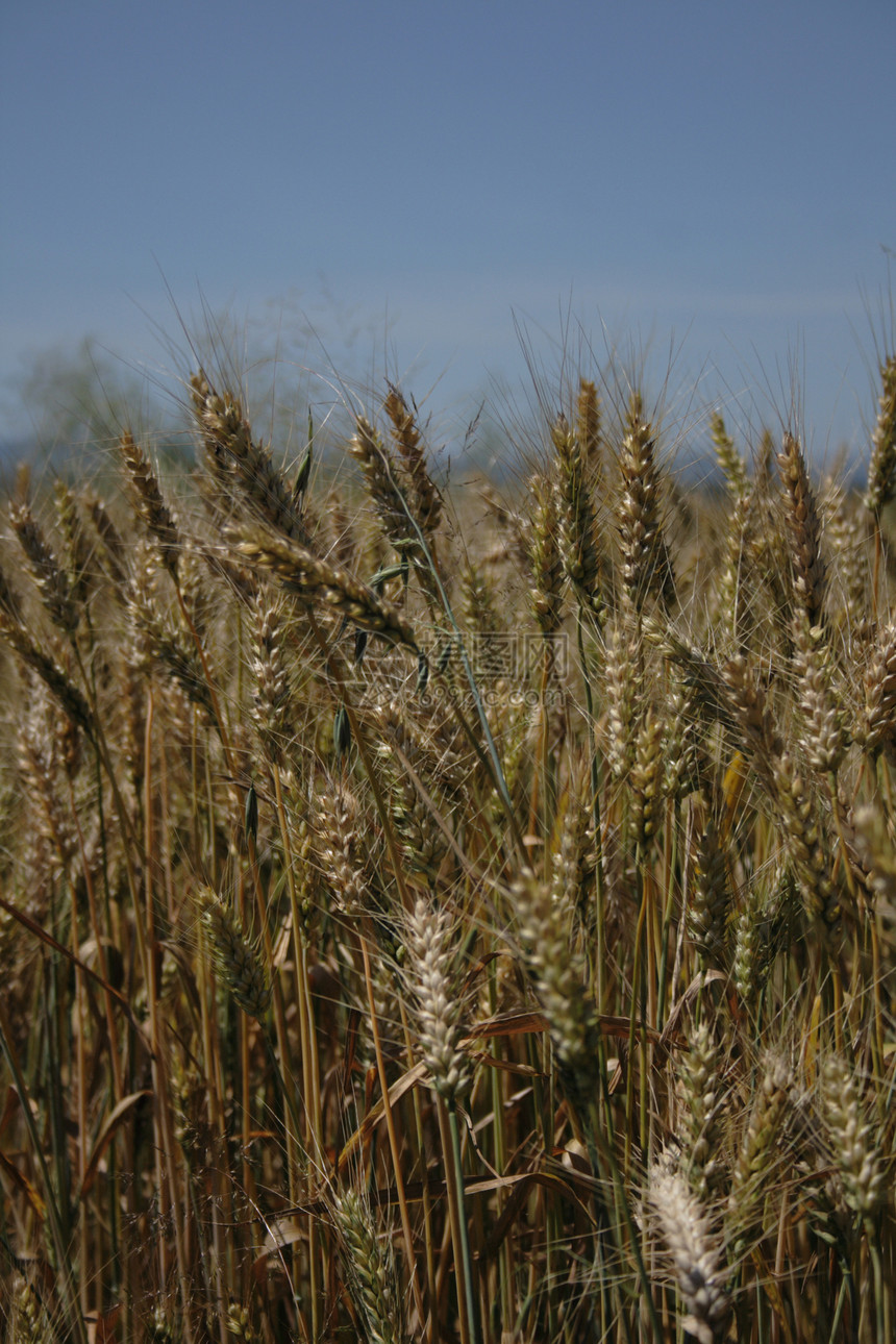 金金玉米收成稻草金子耳朵小麦植物国家面包烘烤粮食图片
