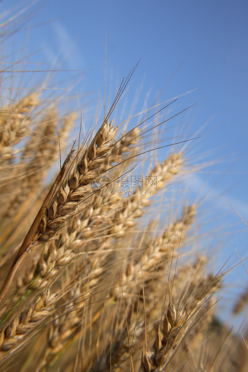 金黄的玉米和蓝蓝的天空稻草燕麦粮仓生长农村晴天小麦金子农业粮食图片