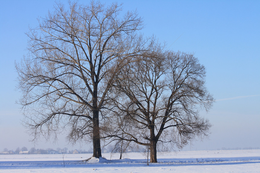 冬季国家暴风雪森林季节双胞胎场地薄雾果园街道公园场景图片