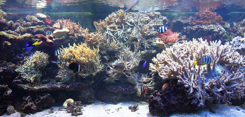水族馆背景旅行女性热带海洋浮潜者潜水异国海葵国家浮潜图片