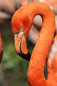 迈阿密动物园火烈鸟头生物粉色热带眼睛野生动物动物羽毛丛林橙子情调背景