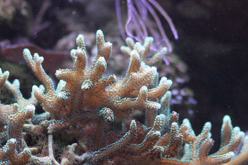 水族馆背景热带珊瑚海葵假期国家海洋潜水浮潜浮潜者蓝色图片