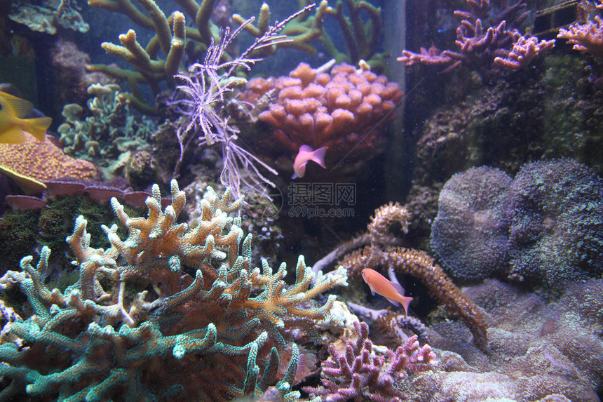水族馆背景旅行热带潜水员海洋假期蓝色珊瑚国家浮潜海葵图片