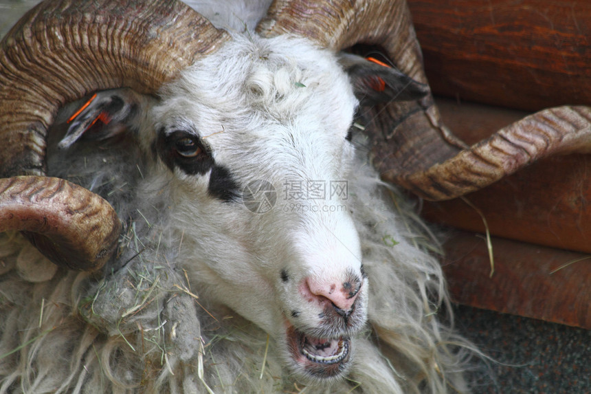 绵羊头角质羊肉天气动物羊毛图片