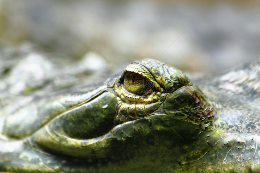 鳄鱼眼容器生物动物眼睛皮肤热带黄色荒野宏观绿色图片