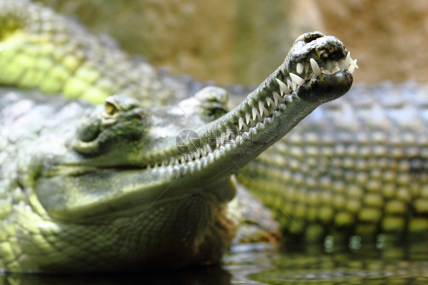 鳄鱼头的细细生物绿色黄色荒野捕食者农场玻璃皮肤动物园野生动物图片
