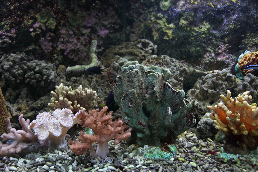 水族馆背景珊瑚海葵国家潜水假期浮潜浮潜者蓝色热带异国图片