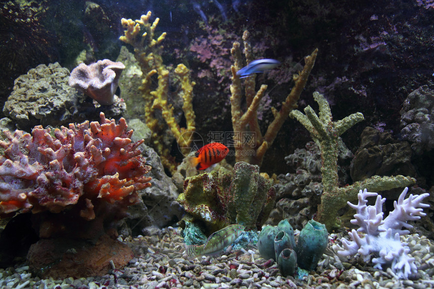 水族馆背景女性热带浮潜异国国家潜水员假期潜水蓝色海葵图片