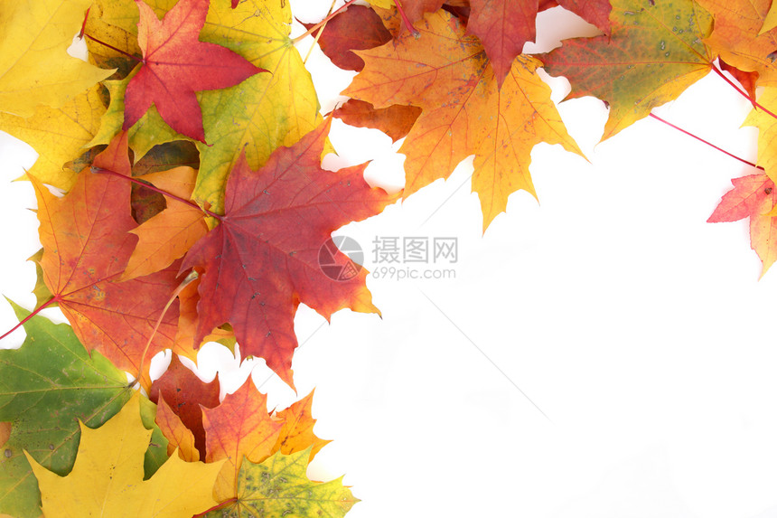 秋季背景收藏土地环境顶峰金子橙子植物墙纸叶子生活图片