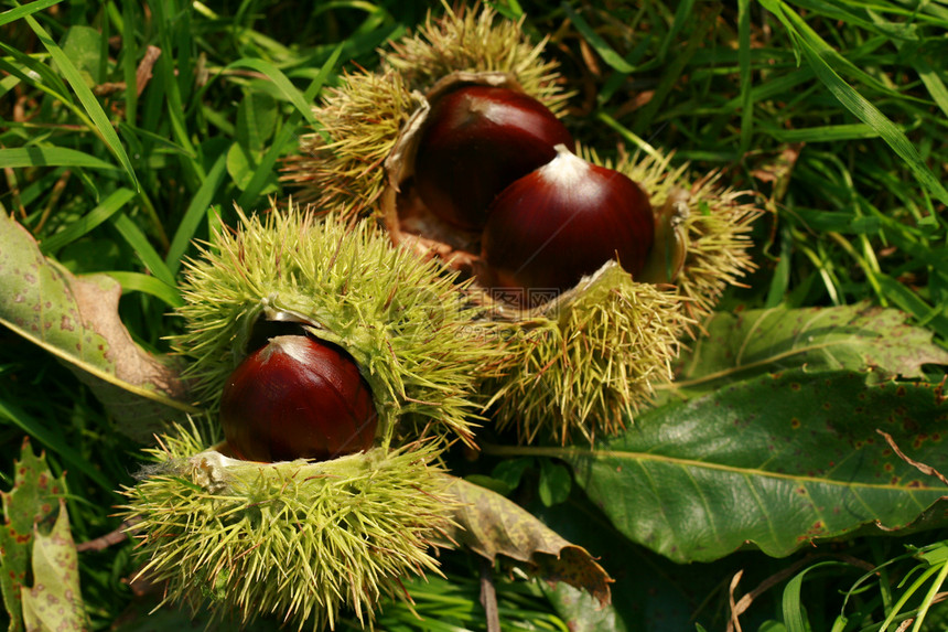 可食用栗子背景营养季节季节性棕色食物种子板栗图片