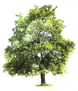 绿树多叶树木绿色叶子森林白色环境季节背景图片