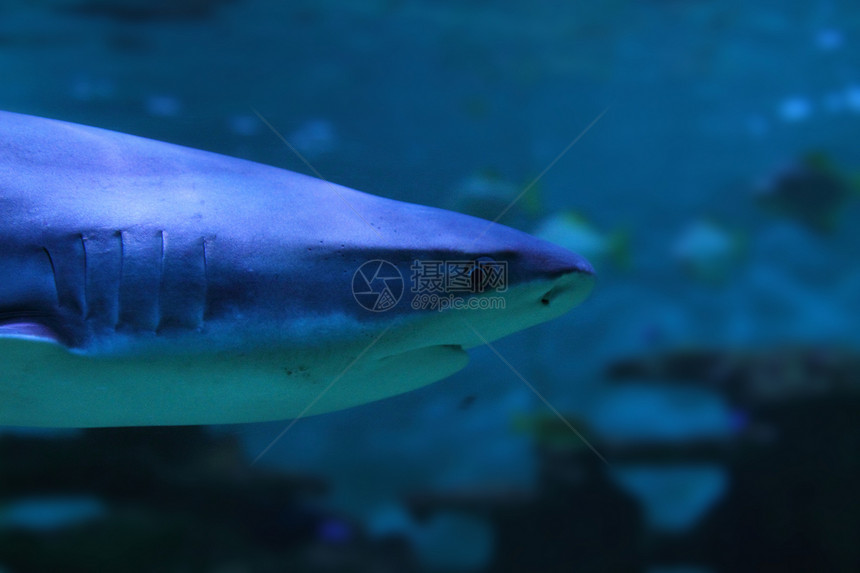鲨鱼眼睛海洋潜水蓝色潜水员图片