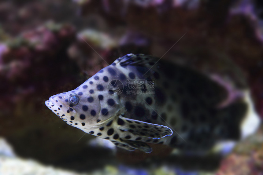 异米鱼珊瑚浮潜者海葵国家异国假期情调水族馆潜水员浮潜图片